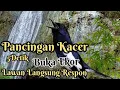 Download Lagu Masteran Pancingan Kacer GACOR...💯%Lawan Langsung Respon Buka Ekor...‼️