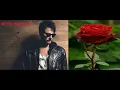 ROSAS en el LODO 🌹🌹🌹