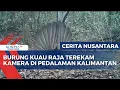 Lagu Burung Kuau Raja Terekam Kamera di Pedalaman Kalimantan | CERITA NUSANTARA