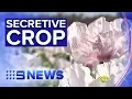 Lagu Inside Australia’s hidden opium poppy production | Nine News Australia