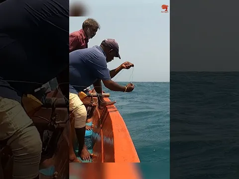 Grouper Fish Caught Using Live Bait #fishing #fishingvideos #fishingtime