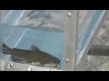 Annual Catfish Races in Greenville support local charities