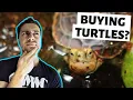 WHERE I Buy My TURTLES Tips Avoiding Scams