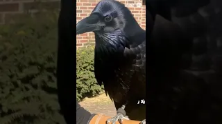 غراب يتكلم مثل الإنسان سبحان الله غراب غرابيب سود الغراب الزاغ Raven Vogel Birds  غراب يتكلم مثل الإنسان سبحان الله غراب غرابيب سود الغراب الزاغ Raven Vogel Birds