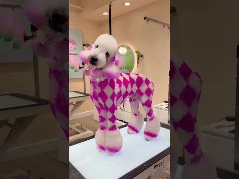 Checkerboard Poodle Levi 🩷🥹 #cutedog #doggrooming #creativegrooming