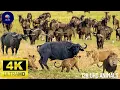 Download Lagu 4K African Wildlife Shocking Animal Moments in Kwazulu-Natal – You Won't Believe It!