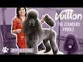 Grooming Vuitton the Standard Poodle with snap-on combs Kitty Talks Dogs - TRANSGROOM