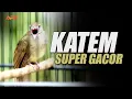 Download Lagu MASTERAN KAPAS TEMBAK GACOR SUPER NEMBAK NGEBREN