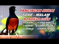 Download Lagu 🔴 LIVE 15 - Pancingan Murai Batu Gacor Pagi Hari bongkar isian Cililin - Kenari gacor