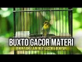 Lagu Pleci buxtoni GACOR cocok buat pancingan pleci malas bunyi