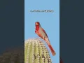 Download Lagu 10 suara burung terbaik #burung #burung