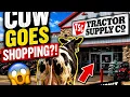 Cow Walks Into Tractor Supply Farm Life
