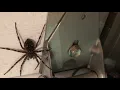 Large Wolf Spider Near Cook Minnesota