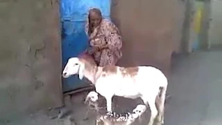 امي انا ياحليل امي تركيب روعه وتحياتنا لهذه الحاجة الاصيلة ولمن صور وتحية للفنان عبدالله حسن مدني 