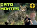Download Lagu #podcast 29 El GATO MONTÉS (Felis silvestris) / ECOLOGÍA y CONSERVACIÓN de FAUNA amenazada
