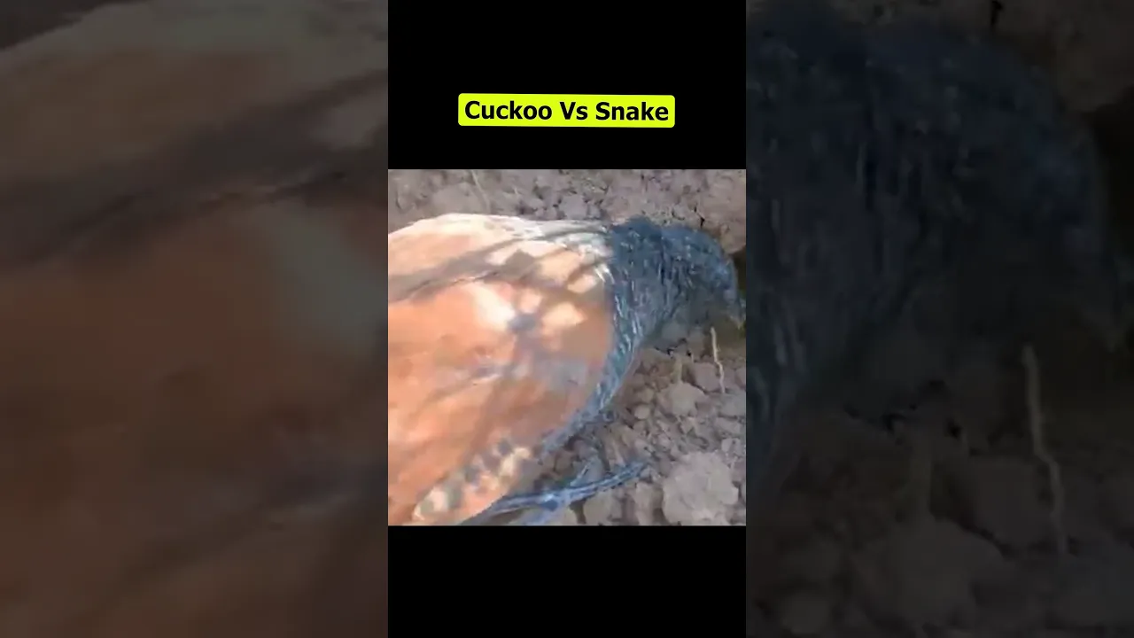 Cuckoo Vs Snake #animals