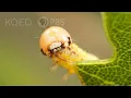 Download Lagu These Silk-Swinging Caterpillars Will Ruin Your Picnic | Deep Look