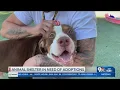 El Paso Animal Shelter in need of adoptions