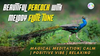 beautiful peacock with melody flute tune relaxing music