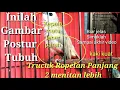Download Lagu Gambaran dan Ciri - ciri Trucuk Ropelan Panjang 2 menit lebih dalam satu nafas