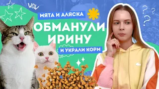 КОШКИ ОБМАНУЛИ ИРИНУ И УКРАЛИ ВЕСЬ КОРМ! 😱😳