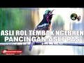 Download Lagu KONIN GACOR ROLL TEMBAK NGEBREN VOLLEDIGE VARIATIEVULLING GESCHIKT VOOR HET BEHEERSEN VAN KOLIBRI NINJA