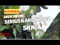Download Lagu Bob Sastro - Serius Karo Kowe (SKK) feat.Doni Saputro \u0026 Bonang Woo (Official Music Video)
