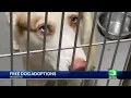 Stanislaus Animal Services Agency offers free adoptions for 50 dogs thanks to anonymous donation