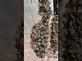 Download Lagu honey bees gather around the queen bee🥰 | Tropical Forest Bees #tropicalforestbees