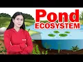 Pond Ecosystem Freshwater ecosystem Biology Class 8 ICSE Home Revise