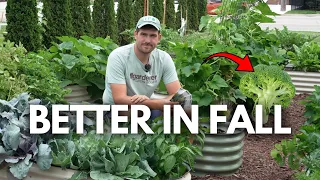 Plant Broccoli Now For The Best Harvest Of The Year