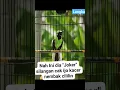Download Lagu silangan cucak ijo X kacer 😱