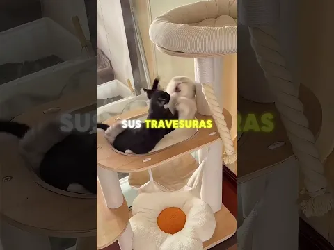 El nuevo gatito parecía un ángel… hasta que mostró su verdadera cara 😼😳