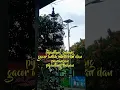 Download Lagu pijantung gunung gacor cocok buat masteran dan pancingan pijantung bahan