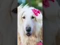 Download Lagu STARS of VALATTY | Meet MARGARET - The English teacher 🐶🐶🐶