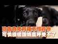 Download Lagu 歐告為吃宵夜不惜賣慘　可憐模樣讓媽直呼受不了 ｜#寵物雲
