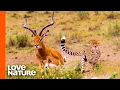 Lagu Antelope Narrowly Escapes Cheetah Chase | Predator Perspective | Love Nature