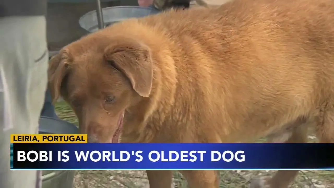 Meet Bobi, the oldest living dog in the world from southern Portugal