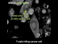 Lagu Label-free Live Cell Imaging: T-cells killing cancer cells - zoomed-in