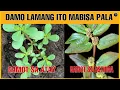 DAMO LAMANG ITO SA PILIPINAS MAHUSAY PALANG MGA HERBAL PLANTS | Bhes Tv