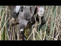 CA Refuge Hunt Solo Limits