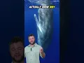 Why Do Sperm Whales Sleep Like This