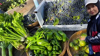 Panen  Anggur , Cabe, Sledry Batang Besar, Leeks Dari Halaman Belakang Rumah. 