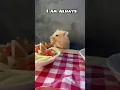 Download Lagu This is the perfect sound for Mr. Marshmallow 😂 #hamster #shorts #pets