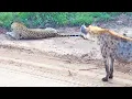 Hyena Gives Leopard the Fright of its Life