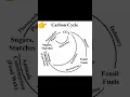 Carbon Cycle Science shorts