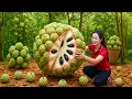 Download Lagu Harvesting Giant Wild Custard Apples go to market sell – Unbelievable Size \u0026 Colorful Forest Bounty