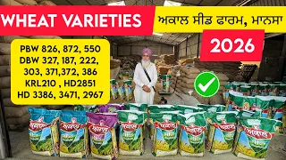 Top wheat varieties Pbw 826, 872, 550,Dbw 327, 187, 222, 303, 371,372, 386 Krl210 ,2851Hd 3386, 3471