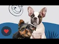 XO PUPS Knows