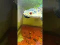 Download Lagu https://vt.tiktok.com/ZSDwv929v/ #cabaymau #channa #caloc #aquarium #caloccanh #snakehead #guppy